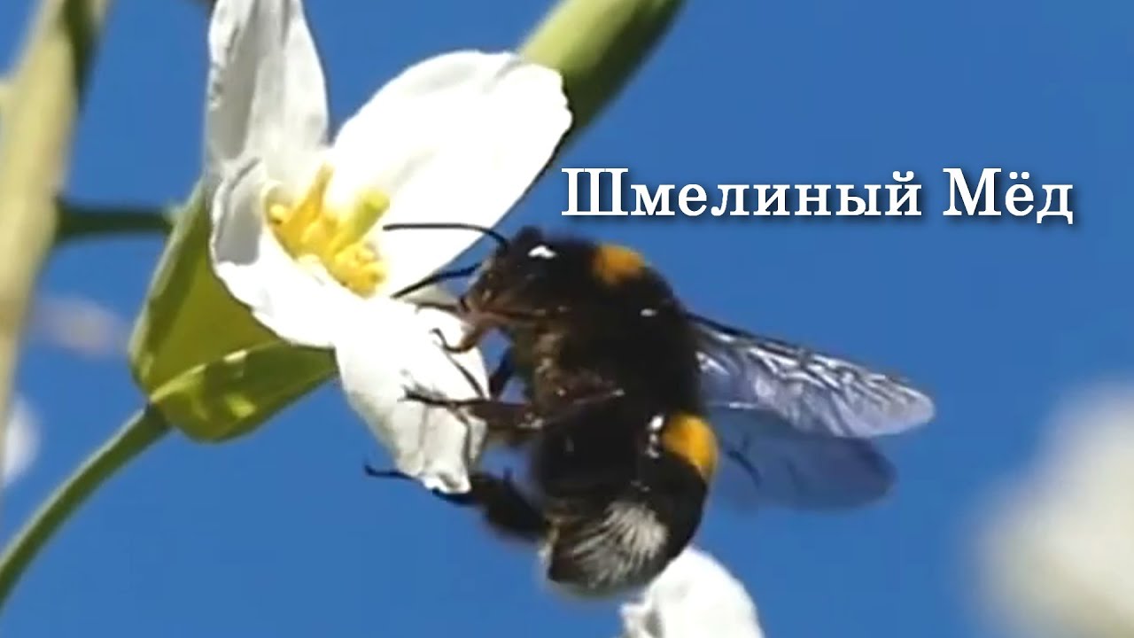 Шмелиный Мёд Какой он