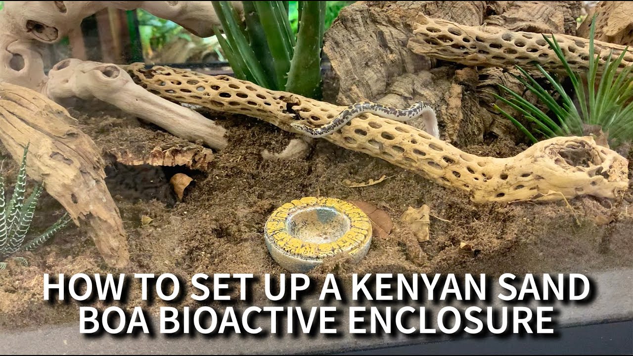 How to set up a Kenyan Sand Boa BioActive Enclosure with the Dude