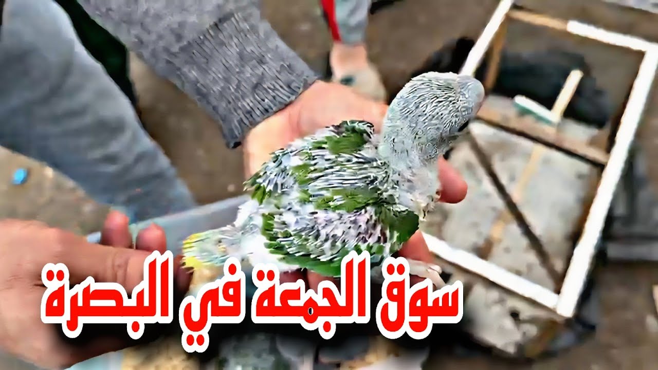 سوق الجمعة في البصرة#أحمد_مهدي 