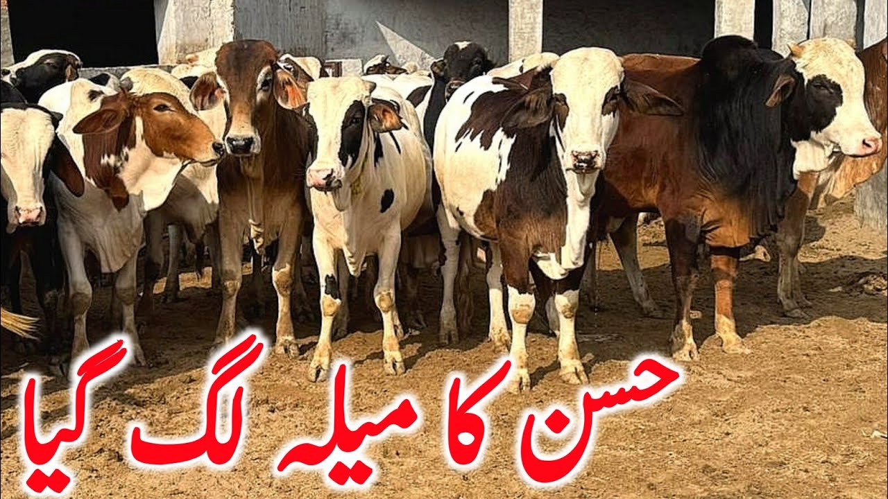 Cholistani & Sluger Brahmn Bachre Gulabi Ablk Near Luddan Mandi || Global Village Farming 
