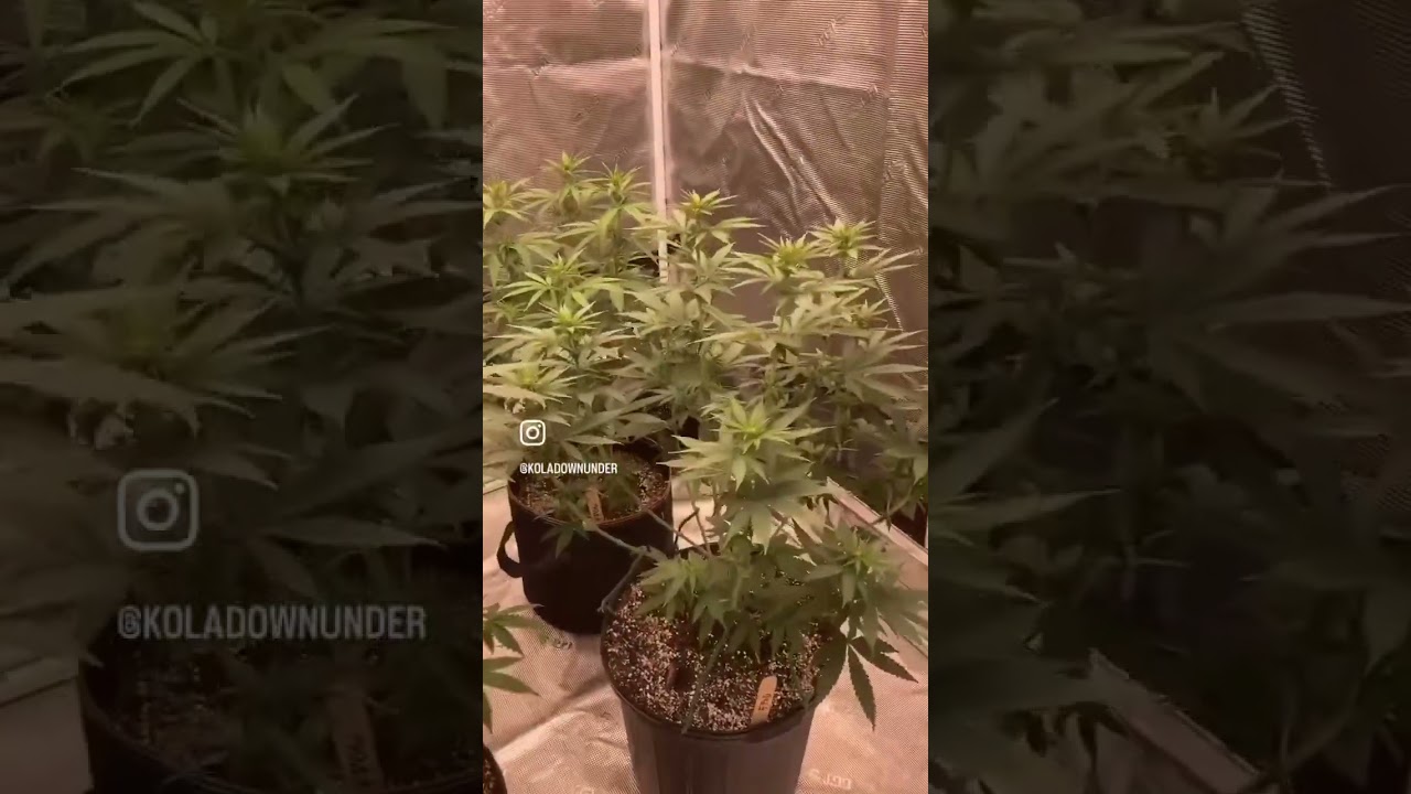 Kindled x330 targeted spectrum! #fyp #growlight #growstronger #gorillagrowtent #kindled