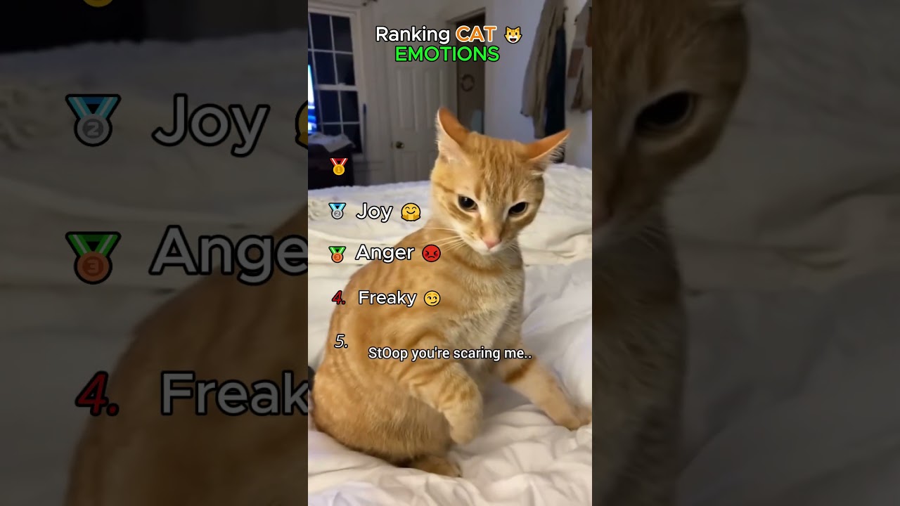 Ranking Cat emotions ​💔​😿​