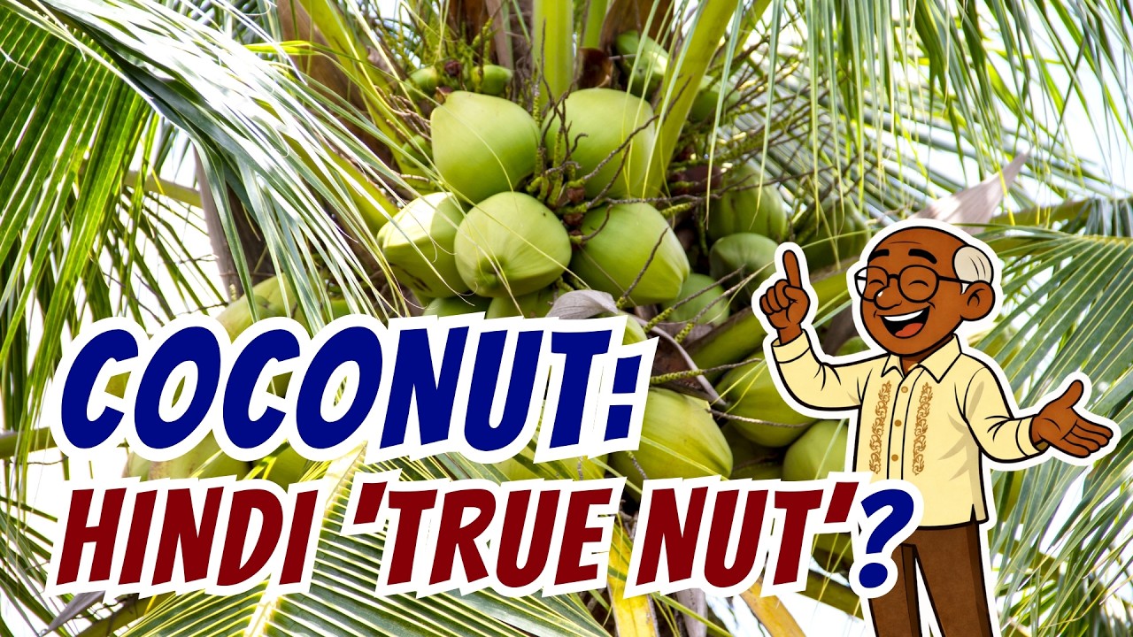 Ano ang Coconut Kung Hindi Ito Tunay na Nut? [ID0314]
