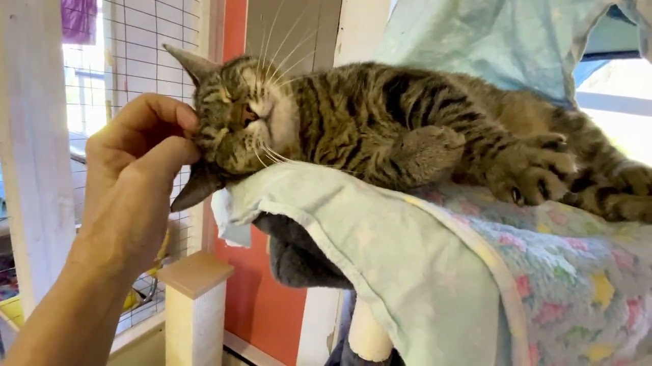 Video of adoptable pet named Iris
