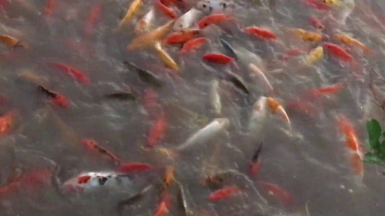 Chim ngưỡng công viên cá koi