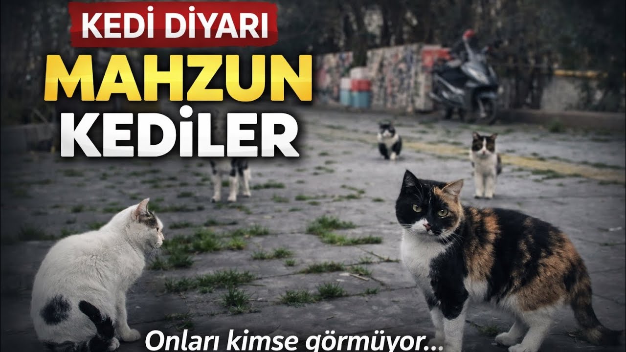 Kedi Diyarındayız #kedi #kedivideoları