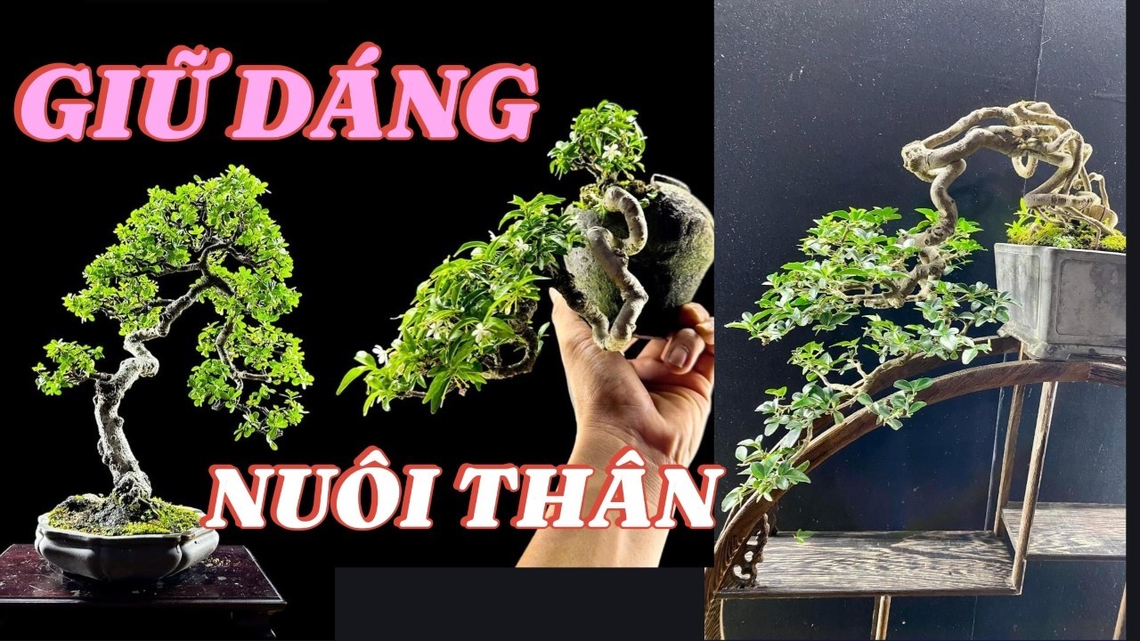 Ba phần trồng, bảy phần chăm–Bí quyết giữ bonsai đẹp theo năm tháng#bonsai #nghethuatbonsai#caycanh