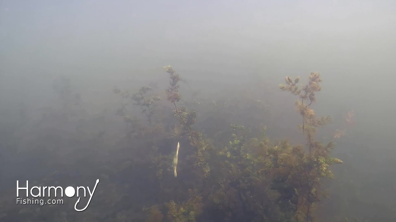 Underwater Neko Rig with Wacky Skirt - Bass Fishing Underwater Video