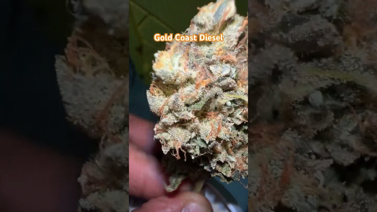 Gold Coast Diesel  @GaiaGreenOrganics #organic #livingsoil #smallbatch