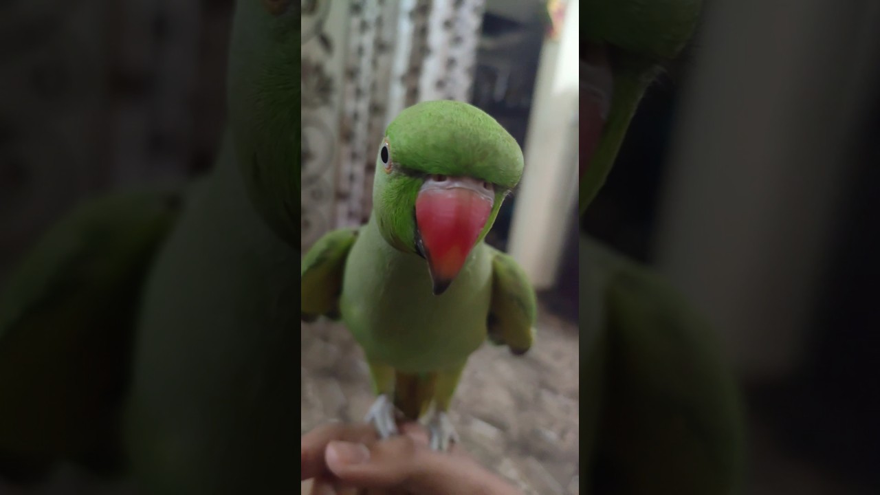 Mithu parrot 🦜