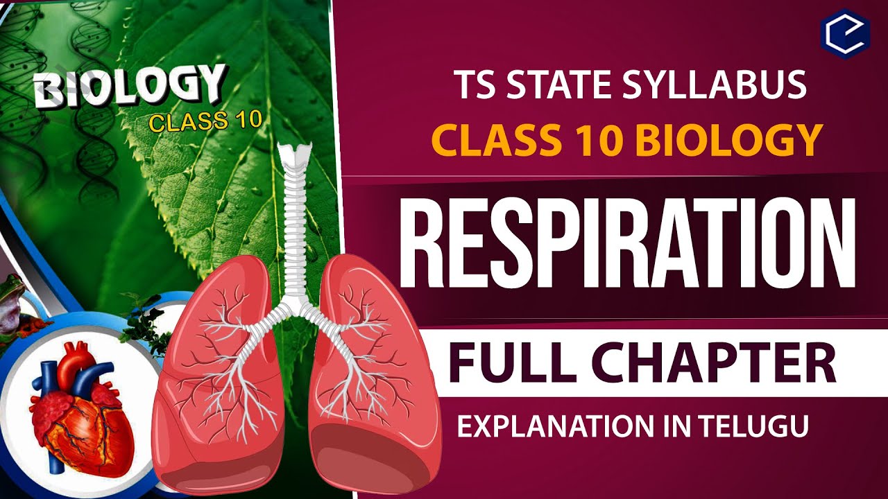 #Respiration Full chapter Explanation in Telugu | 10th biology Ch 2 | AP & TS syllabus |10th Biology