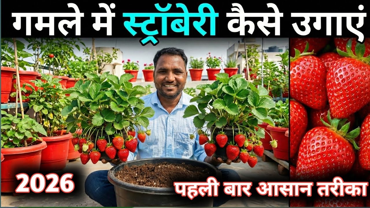 गमले में स्ट्रॉबेरी उगाने का सबसे आसान तरीका | Beginner Gardening
