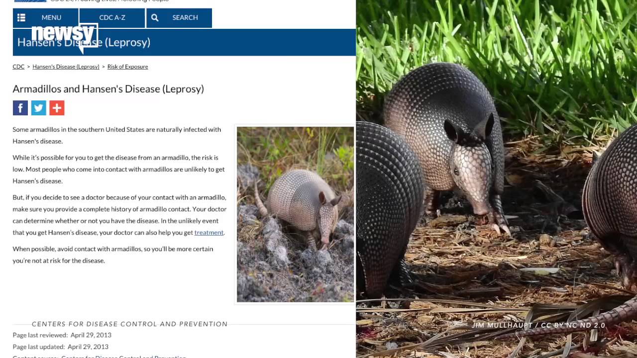 Florida's 9 Leprosy Cases Linked To Armadillos - Newsy
