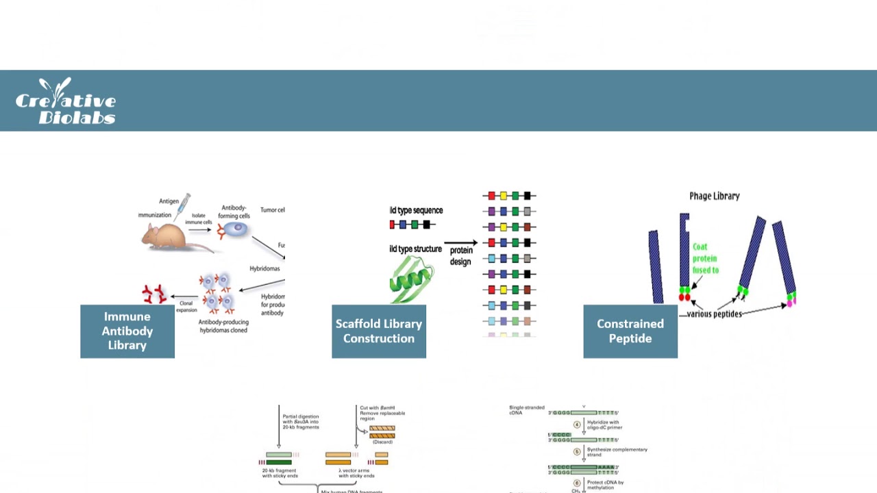 Phage Display Technology - Creative Biolabs (Original Version)