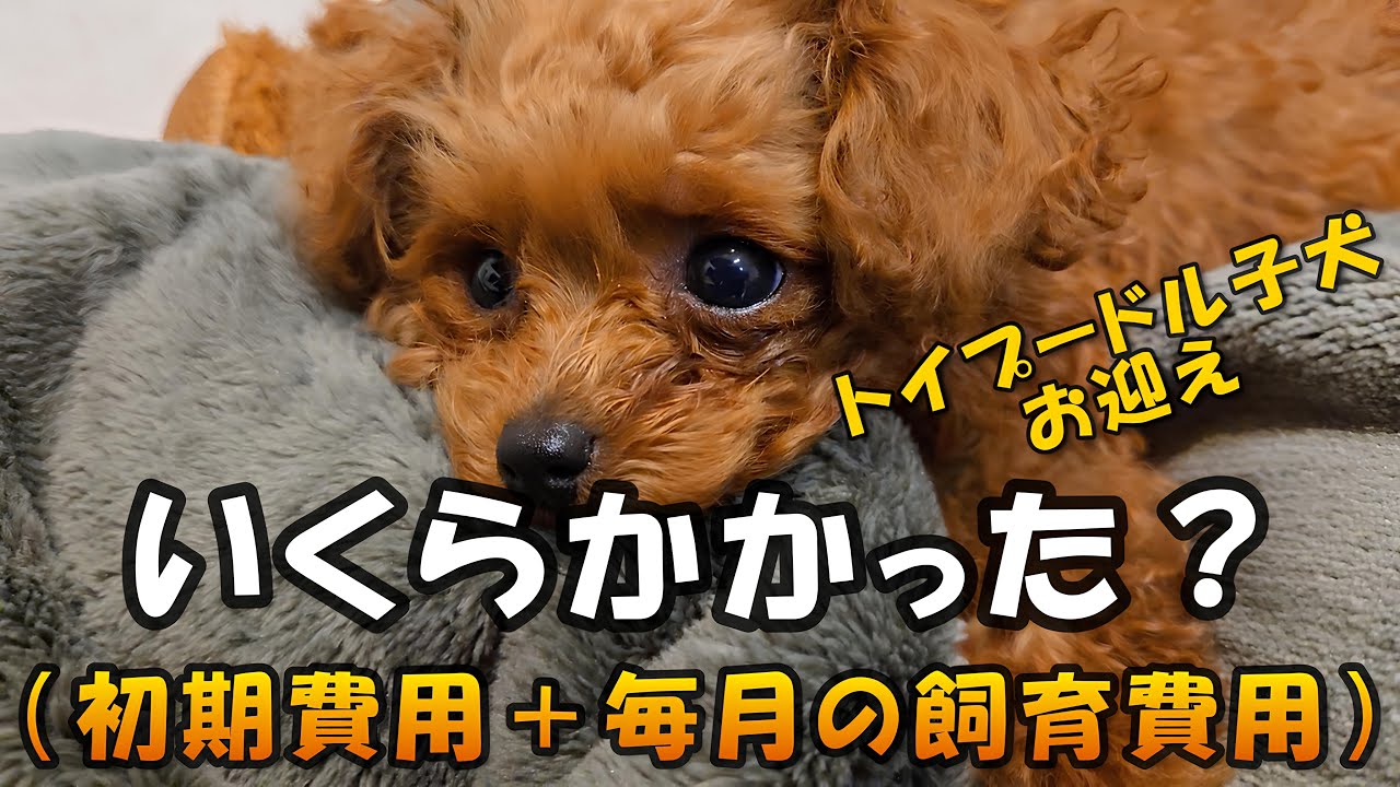 トイプードル子犬を迎えて最初にかかったお金｜毎月の費用も正直に