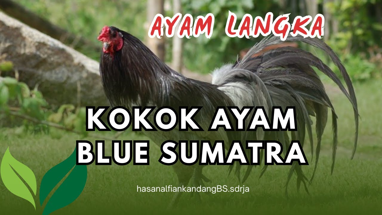 KOKOK AYAM BLUE SUMATRA| AYAM HUTAN LANGKA