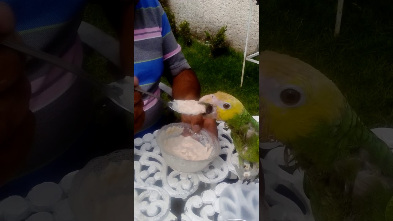 Como alimentar a un loro bebe