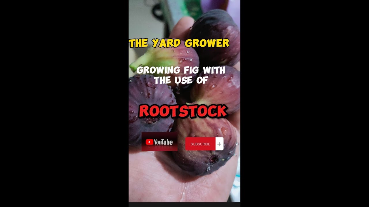 How to grow figs with the use of rootstock #howto #backyard #gardening #figs #propagation