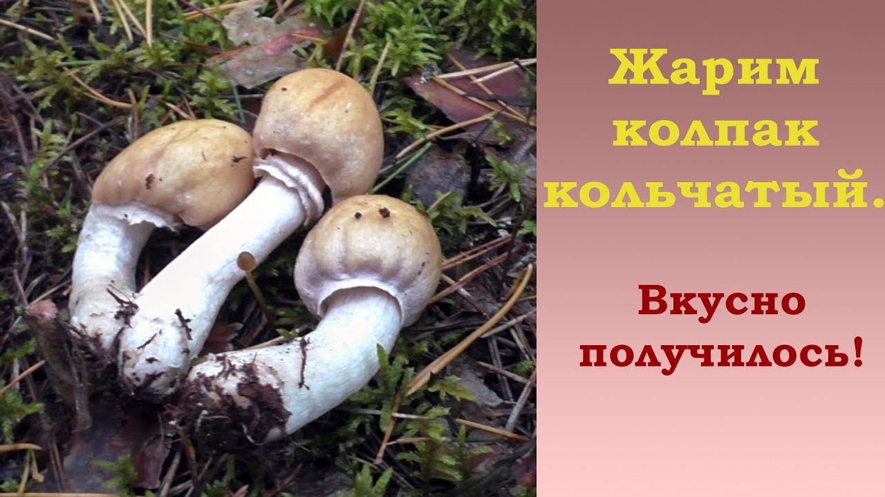 Жарим колпак кольчатый. Вкусно получилось!