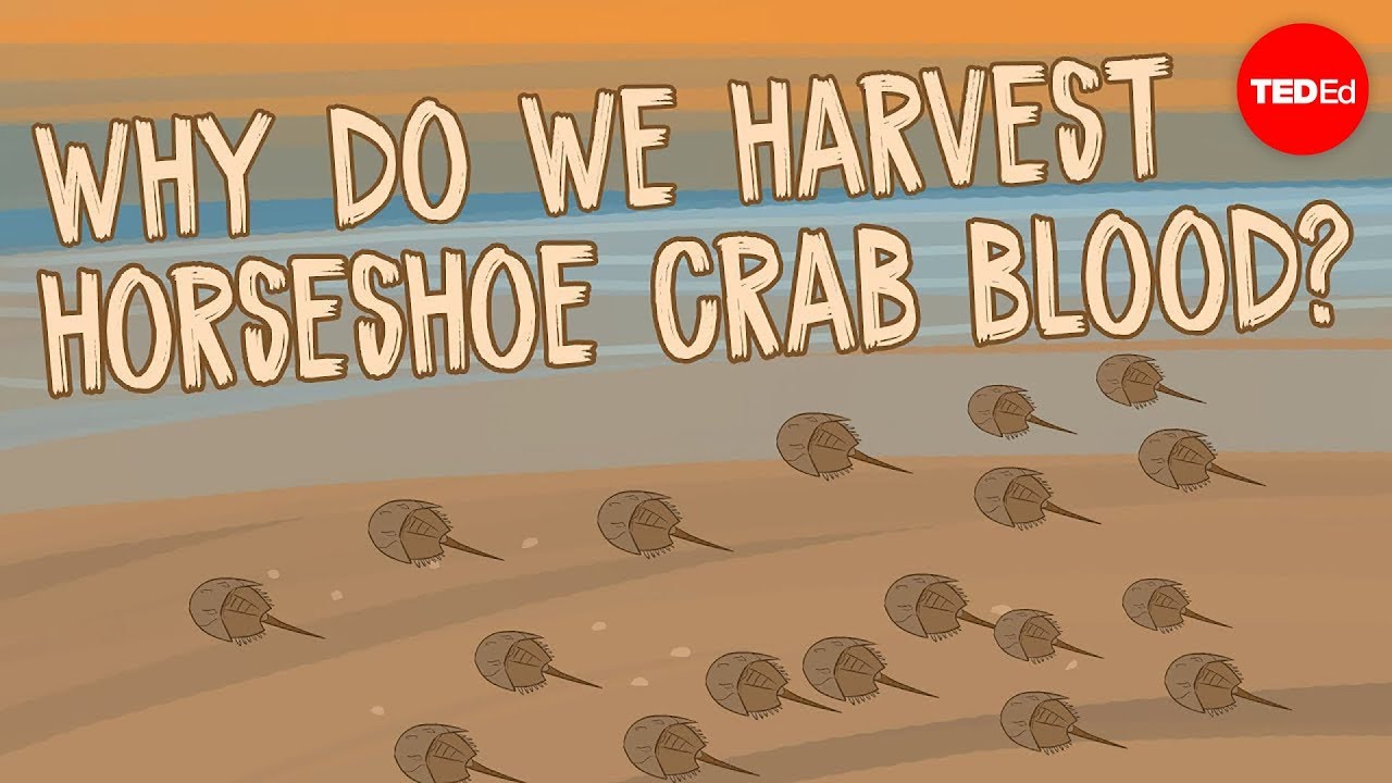 Why do we harvest horseshoe crab blood? - Elizabeth Cox