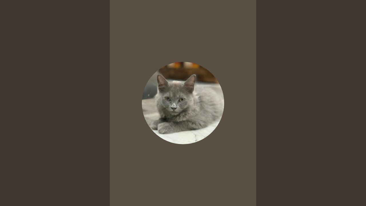 #kitty #persiancat #kitten #cat #catmemes #catvideos #cats #catlovers #kittenlove #viral #trending