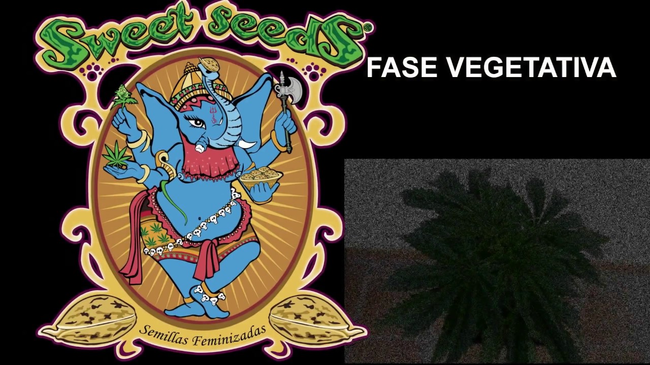 CREAM CARAMEL FV DE SWEET SEEDS, SEGUIMIENTO COMPLETO EN EXTERIOR.