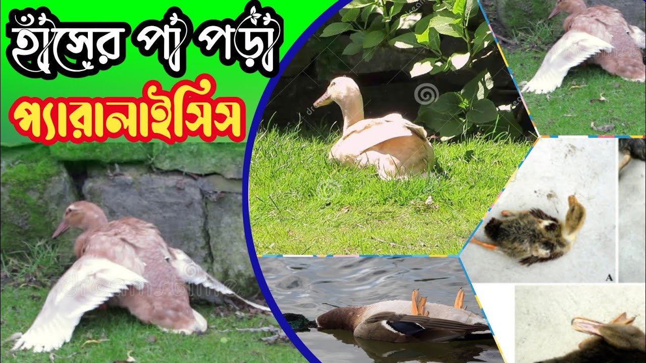 হাঁসের প্যারালাইসিস বা পা পড়া রোগের কারণ,লক্ষণ,প্রতিরোধ,প্রতিকার ও চিকিৎসা / হাঁসের রোগ / হাঁস পালন