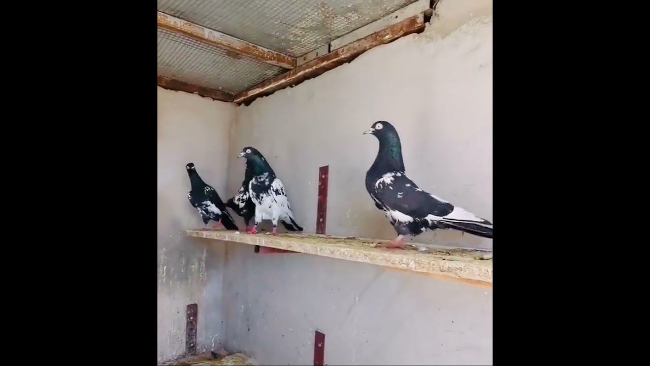 rampuri kabootar #kabutarbazi #youtubeshorts #kabutar