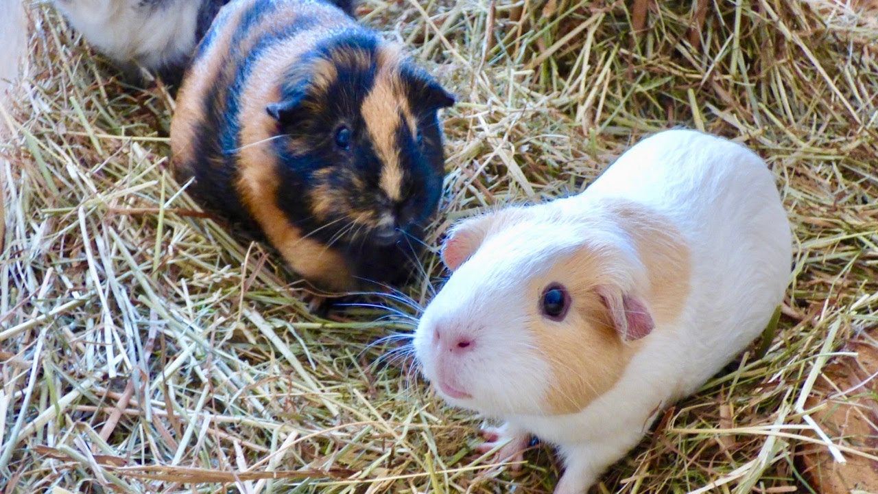 Signs of Normal Guinea Pig Behavior