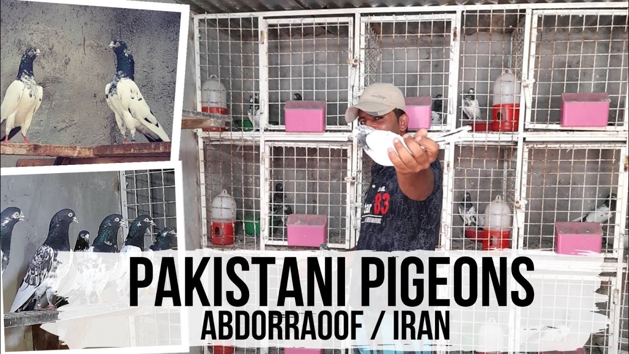 Пакистанские голуби. Pakistani high flyer pigeons by Abdorraoof. Kabootar / Iran.