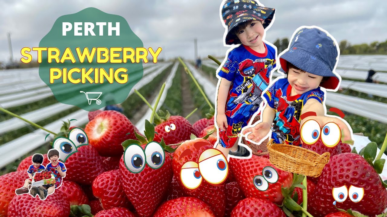 Strawberry Picking - Perth | Farm Experience in Australia | พาเด็กๆเก็บสตรอว์เบอร์รี่ที่ฟาร์ม