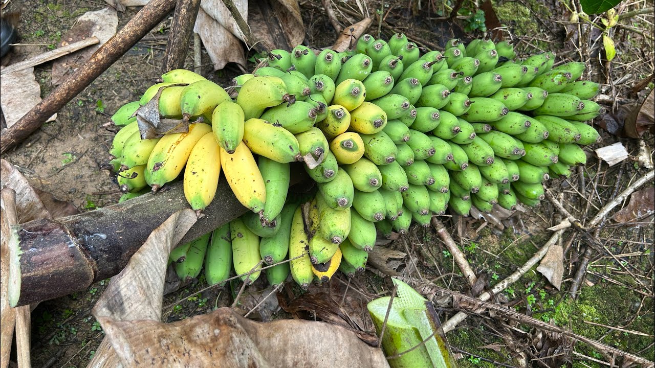PERGI KE KEBUN DI LUBOK NIBONG // AWIK // SARATOK