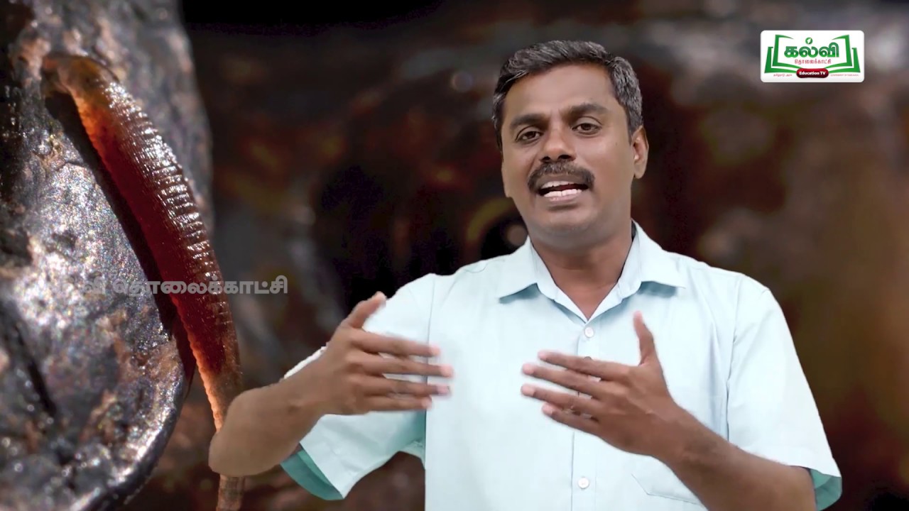 Class 10 | வகுப்பு 10 | அறிவியல் | அலகு 13 | உயிரினங்களின் அமைப்பு நிலைகள் | அட்டை | Kalvi TV