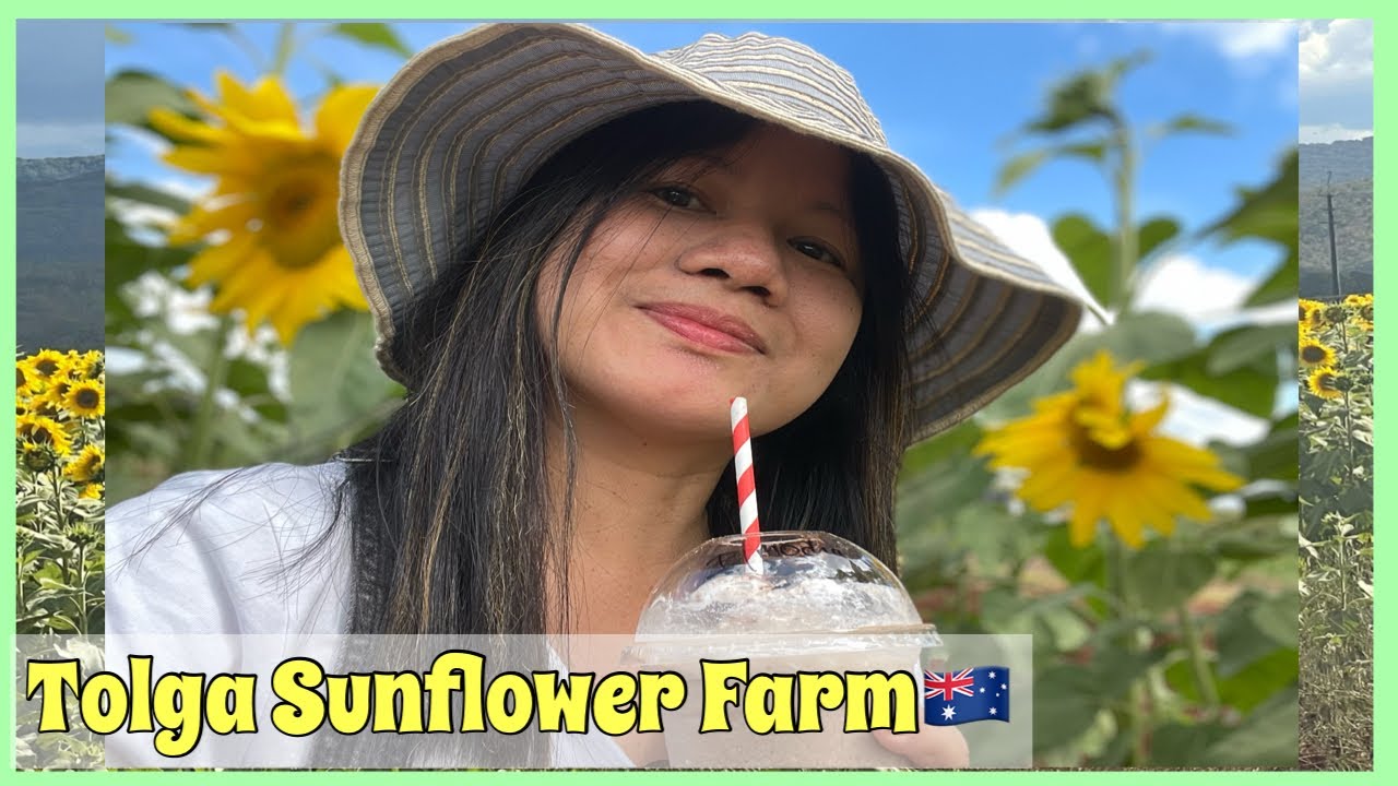 Visiting Tolga Sunflower Farm October 2022/ Atherton Tablelands/Cheche La&ntilde;ojan