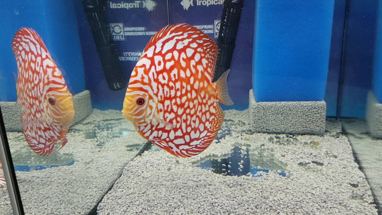 Aqua Expo Tage 2016 Discus 5