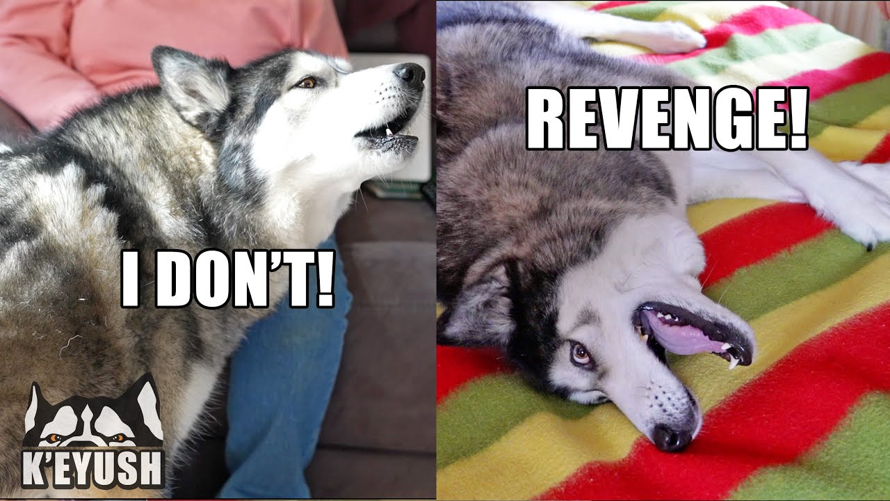 My HUSKY Gets REVENGE On My MUM When He Argues About His Nose!
