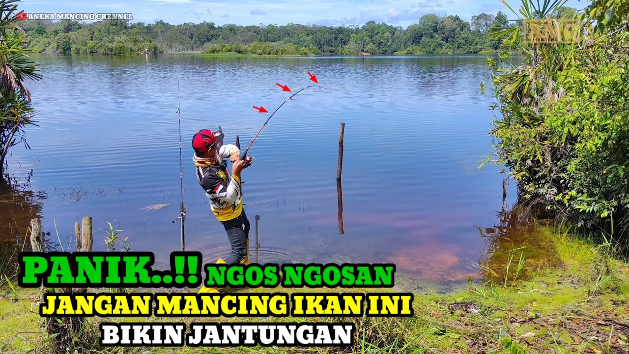 JANTUNG Mau Copot..!!Macing Ikan Besar Lempar Langsung Disambar