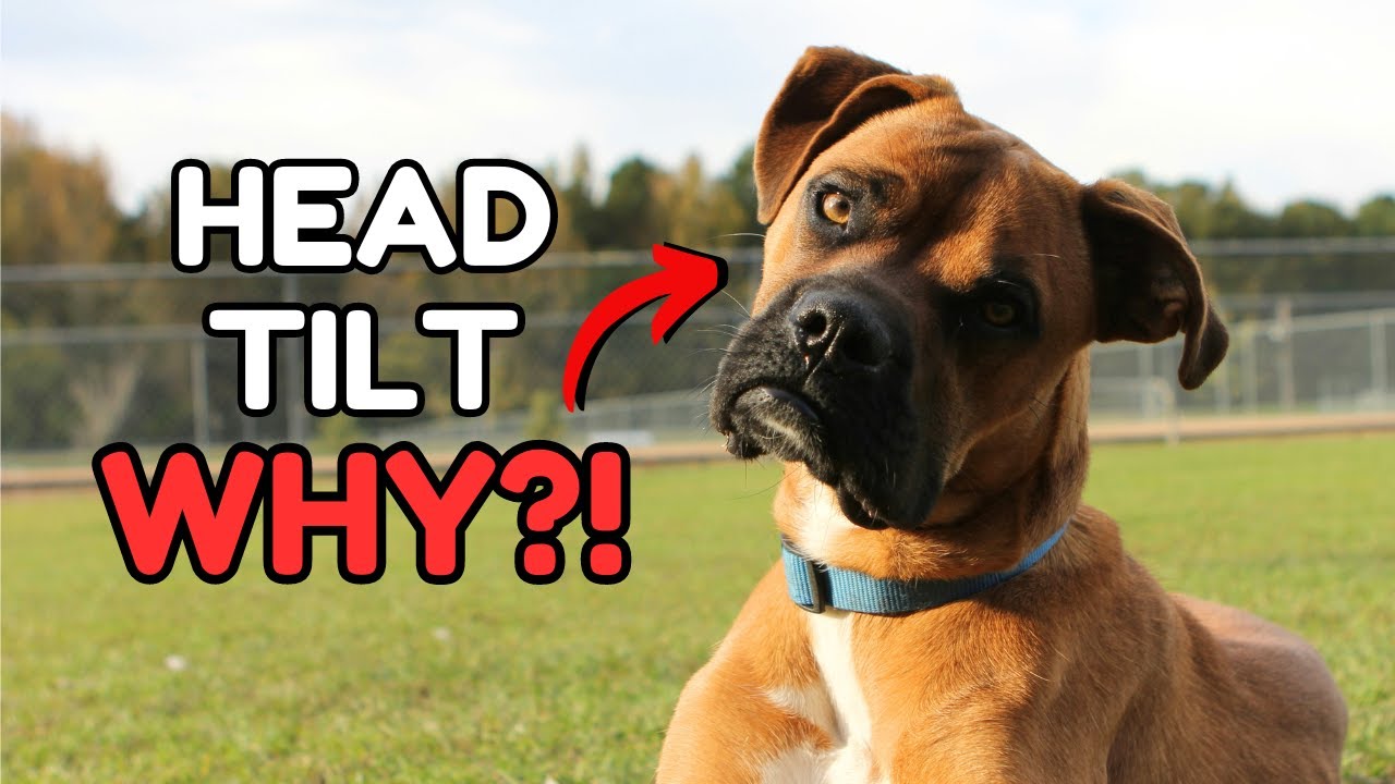 10 Strange Dog Behavior Explained