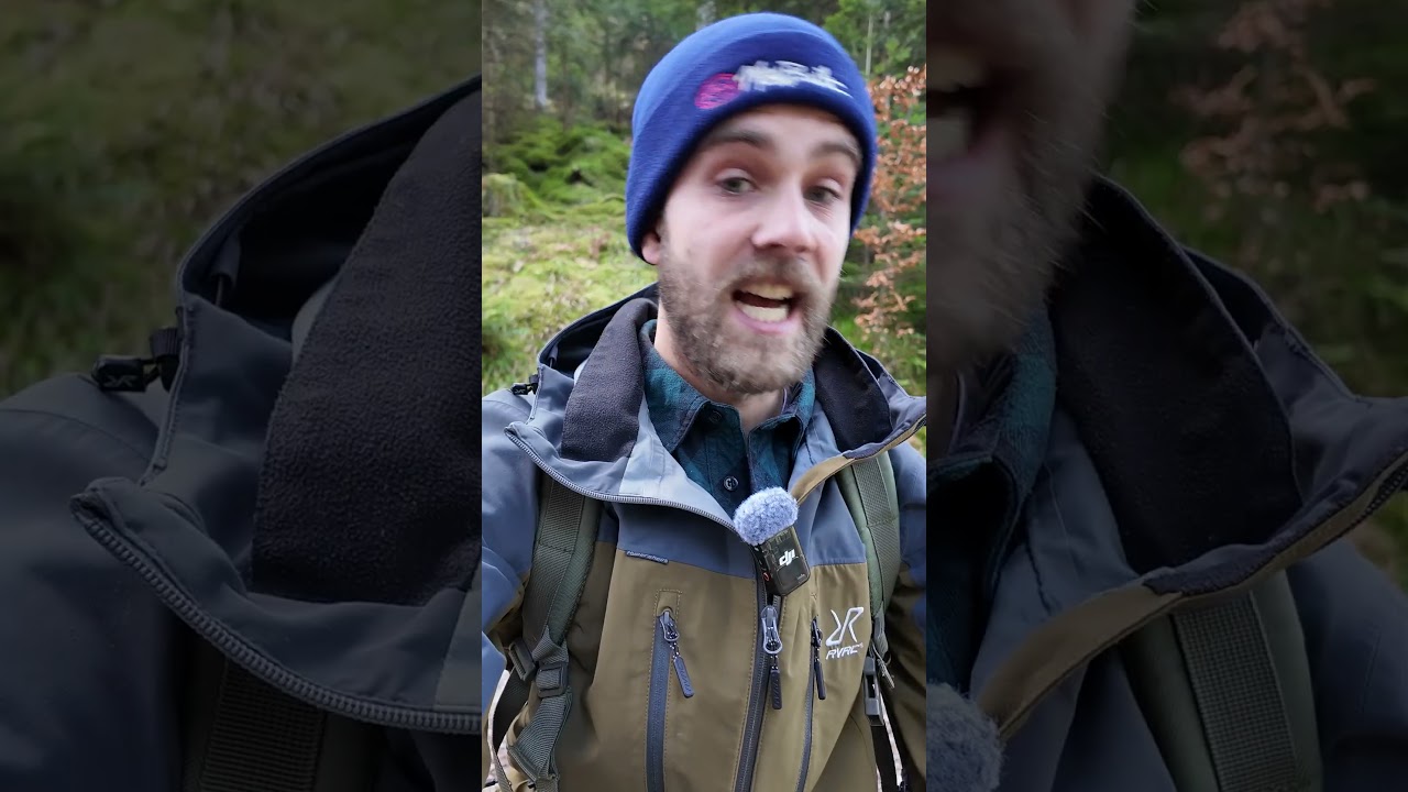 Morcheln im M&auml;rz 2026 finden, Tipps und Tricks #Morchella #Pilze #Wald