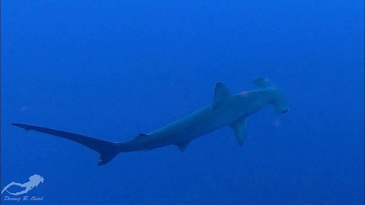 Red Sea diving , Big Brother, Little Brother, liveaboard Samira Discovery, buceo mar rojo, July 2019