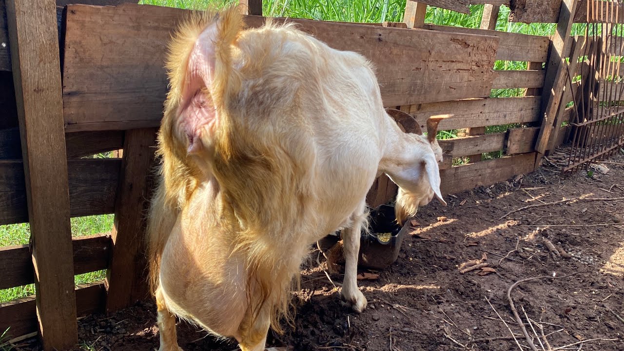 Tarde na mexida dos animais