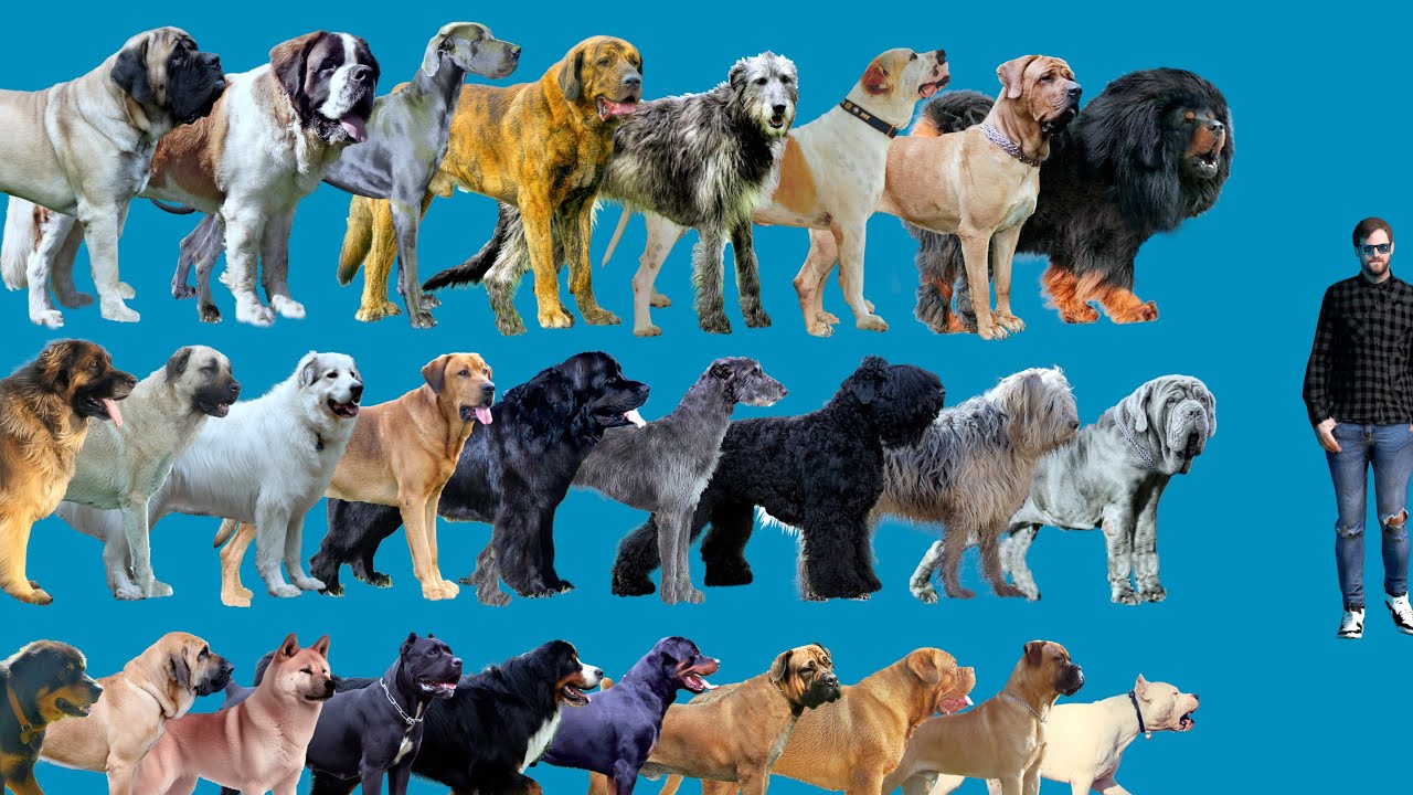 The Biggest Dog Breeds In The World | Dogs Size Comparison