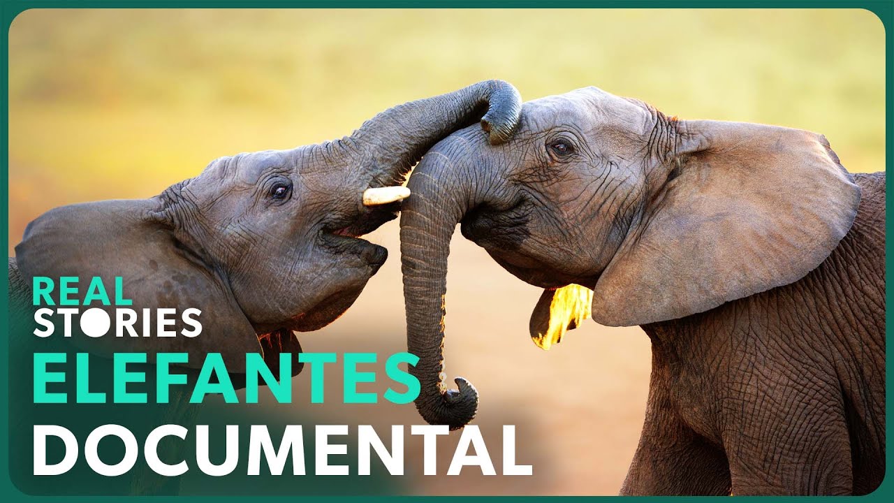 Elefantes Huérfanos Y Su Camino a la Libertad en la Selva | Real Stories en Español