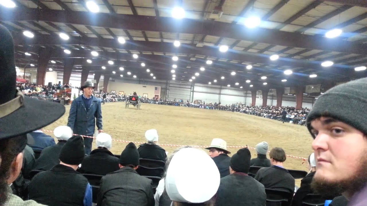 Heart of America Dutch Harness Horse Sale