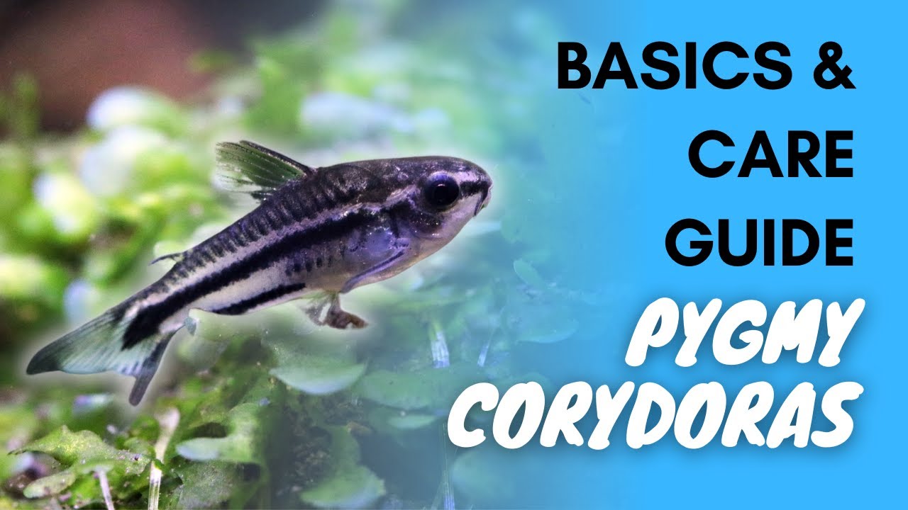 Pygmy Corydoras: Basics And Care Guide