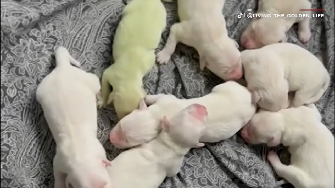 Meet Shamrock, the golden retriever puppy born bright green