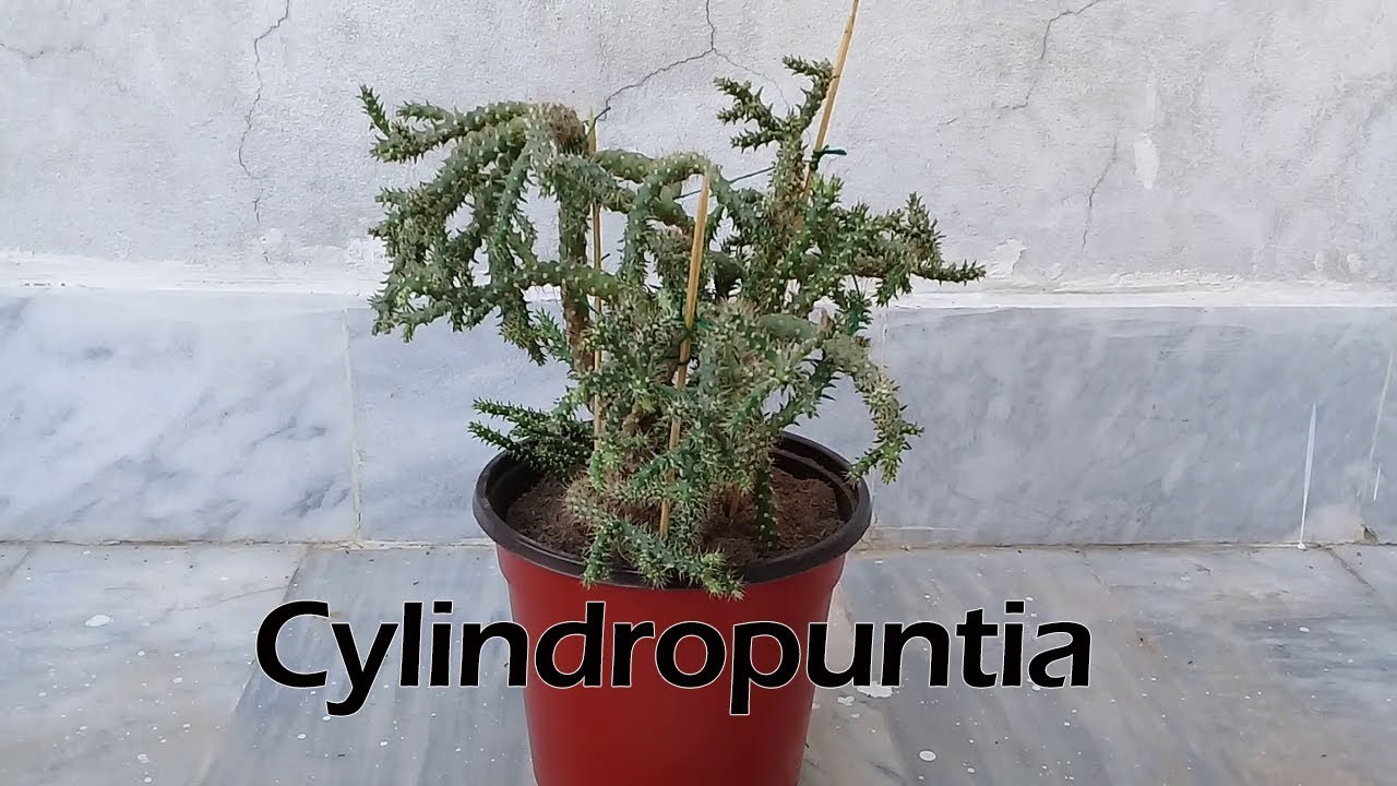 Cylindropuntia Cactus - Repotting, Care & Propagation