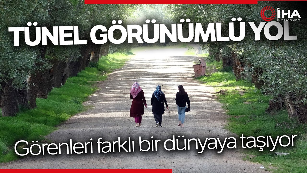 Yozgat’ın Ağaç Tünelli Yolu Görenleri Hayran Bırakıyor