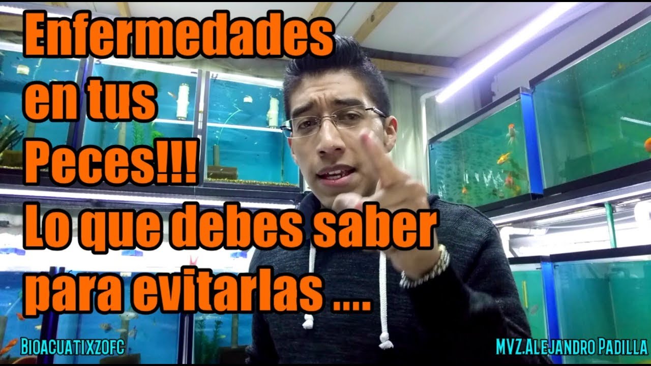 Enfermedades en peces, principios básicos