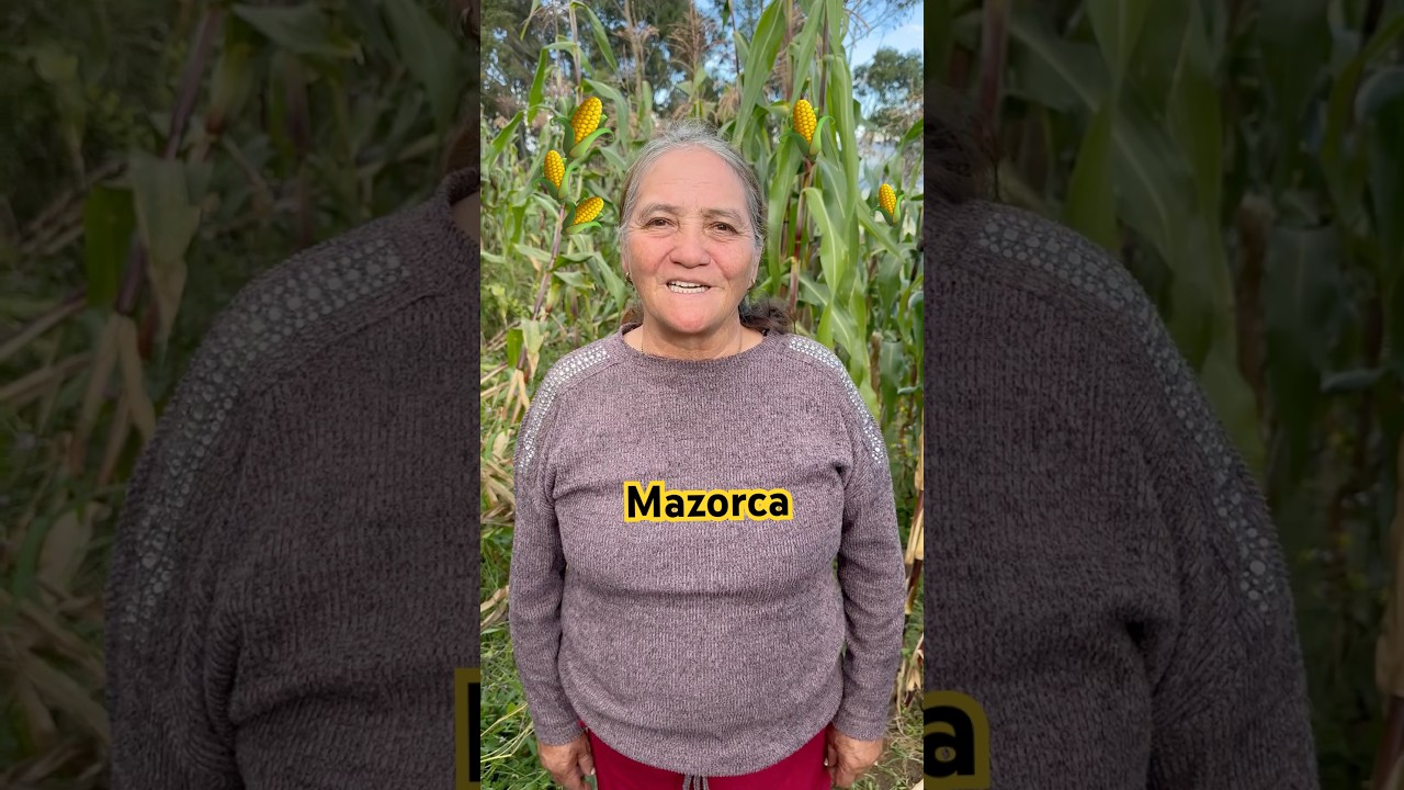Si haces esto tendr&aacute;s la mejor producci&oacute;n de mazorca en tu vida 😱🌽 // los escachaitos